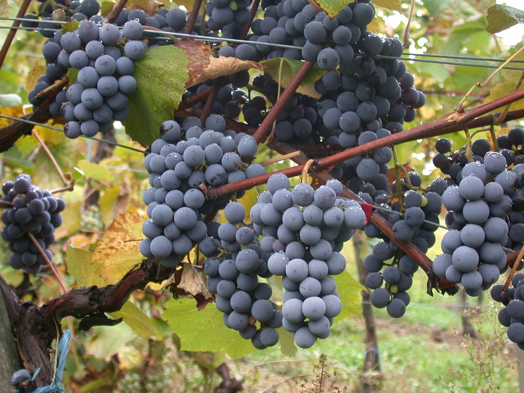 Grappoli d'uva in una vigna